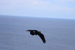 Corvus corax sinuatus