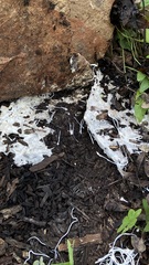 Fungi