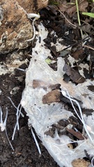 Fungi