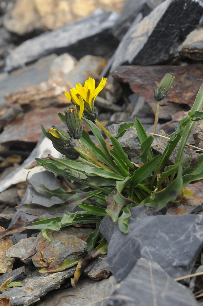 Taraxacum pseudoatratum