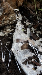 Fungi