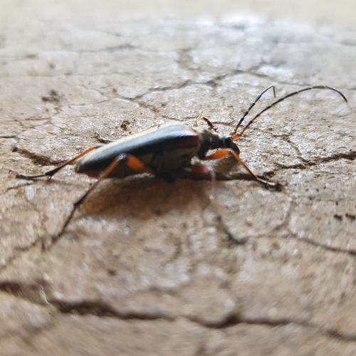 variable longhorn beetle