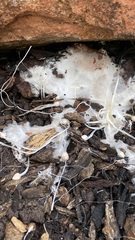 Fungi