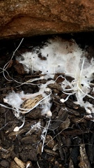 Fungi