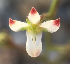 Nemacladus orientalis