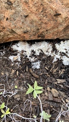 Fungi