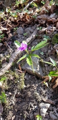 Cardamine glanduligera