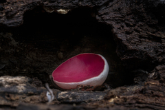 Phillipsia subpurpurea