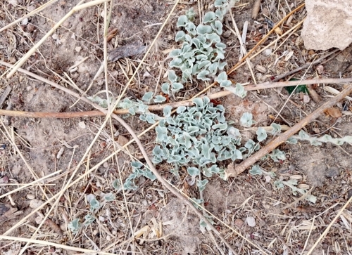 silver ponysfoot
