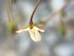 Nemacladus orientalis