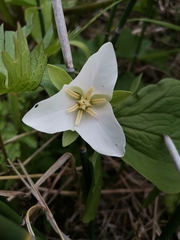 Trillium camschatcense