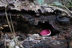 Phillipsia subpurpurea