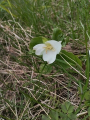Trillium camschatcense