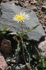Taraxacum pseudoroseum
