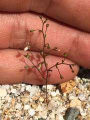 Nemacladus orientalis