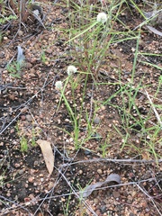 Cyperus pulchellus