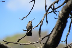 Phaeoptila sordida