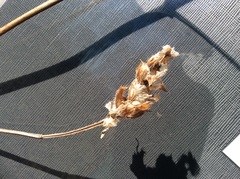 Prunella vulgaris lanceolata