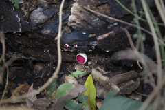 Phillipsia subpurpurea