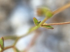 Nemacladus orientalis