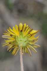 Taraxacum tianschanicum