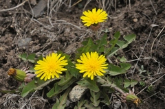 Taraxacum tianschanicum