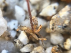 Nemacladus orientalis