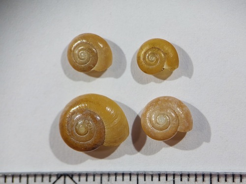 Reddish Aegopinella, 6325 Berg en Terblijt, Nederland, photo 10 of 10