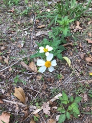 Bidens alba