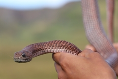 Masticophis anthonyi