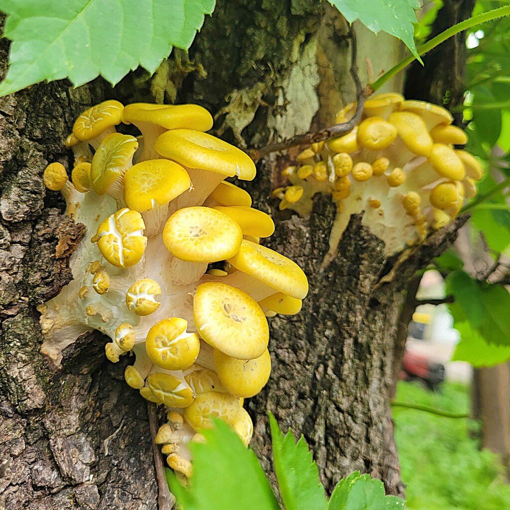 Golden Oyster Mushroom · May 2026 · photo: Photo: (c) Barrett Coller Jr., some rights reserved (CC BY) · iNaturalist