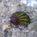 Zebra Nerite - Photo (c) Hannes Öhm, some rights reserved (CC BY-NC), uploaded by Hannes Öhm