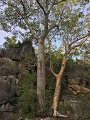 Brachychiton australis