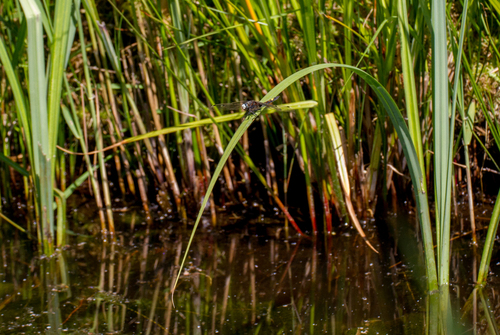 Large White-faced Darter, 1241 Kortenhoef, Nederland, photo 7 of 10