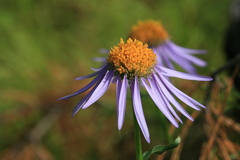 Aster alpinus serpentimontanus