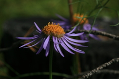 Aster alpinus serpentimontanus