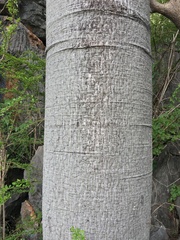 Gyrocarpus americanus