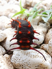 Battus philenor insularis