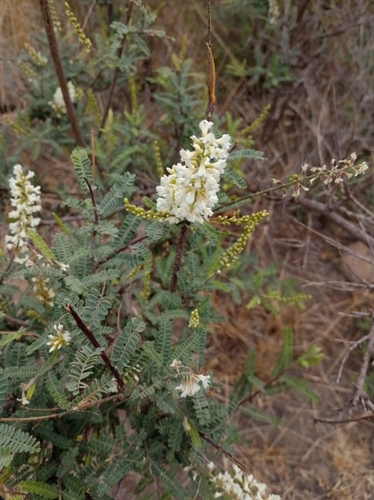 Mexican kidneywood