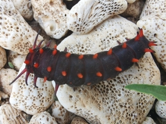 Battus philenor insularis