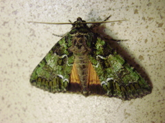 Polyphaenis sericata