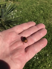 Amphimallon solstitiale