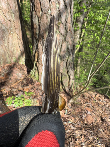 Plume de Bruant jaune