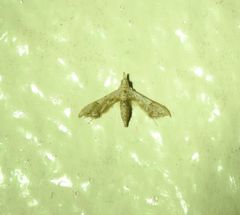 Euthrausta