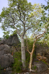 Gyrocarpus americanus