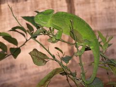 Chamaeleo zeylanicus