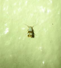 Stathmopoda mimantha