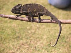 Chamaeleo zeylanicus