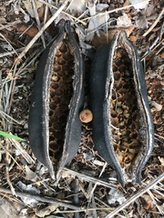 Brachychiton australis