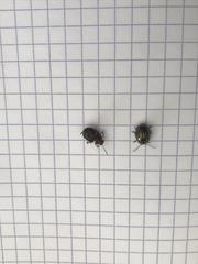 Chrysolina americana